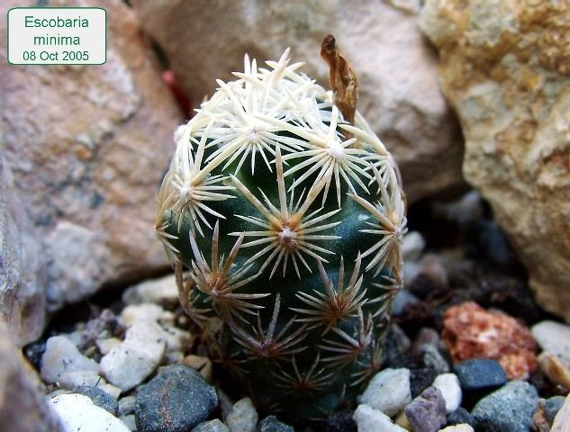 Escobaria _minima_ 01